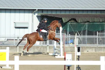【馬術部】第11回中・四国高等学校冬季馬術競技（広島なぎさ高等学校）